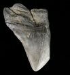 Partial, Megalodon Tooth - Georgia #57887-1